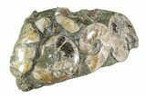 Wide Polished Ammonite & Nautilus Cluster - Madagascar #109235-1